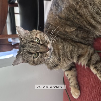 Photo 1/1 minouchka Chat perdu à Rennes