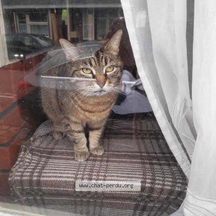 Photo 1/1 zela Chat perdu à Amiens