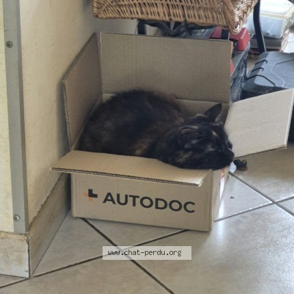 Photo de chat perdu à Montigne Le Brillant