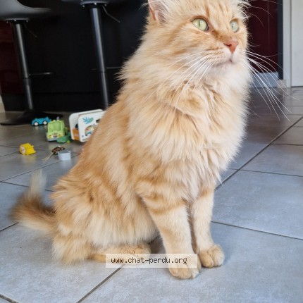Photo de chat trouvé à Le Bernard