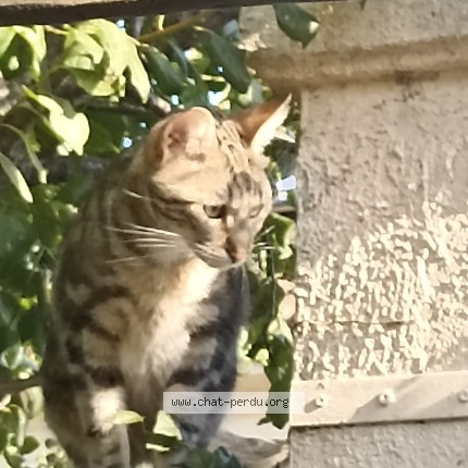 Photo 1/1 Chat trouvé Trouvé à Begles