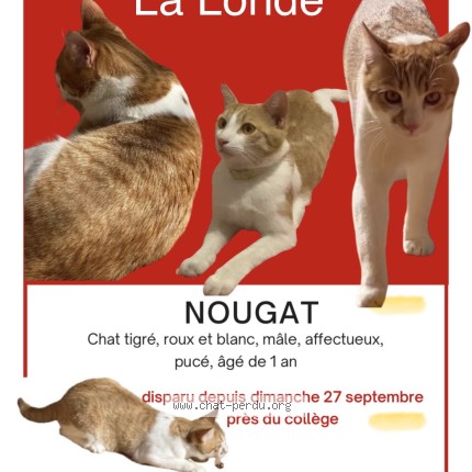 Photo 1/1 Nougat Chat perdu à La Londe Les Maures