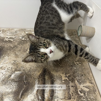 Photo 1/1 Chat retrouvé Trouvé à Saint Genis Laval