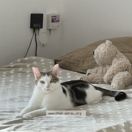 Photo 1/1 Franklin Chat perdu à Bruxelles