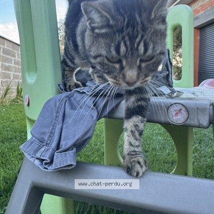 Photo 1/1 minette Chat perdu à Le Pian Sur Garonne