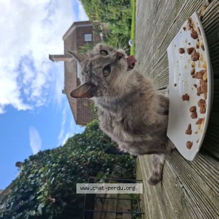 Photo de chat trouvé à Tourcoing