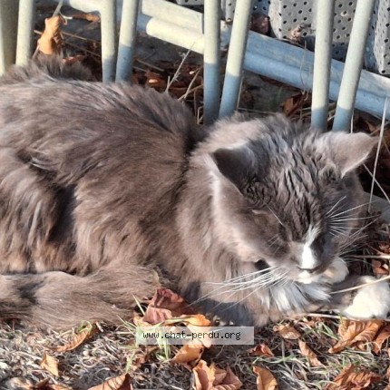 Photo de chat trouvé à Paris