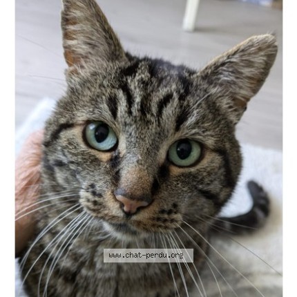 Photo de chat perdu à Palaiseau