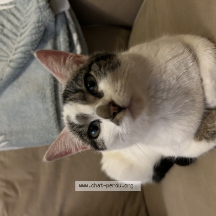 Photo de chat perdu à Limours