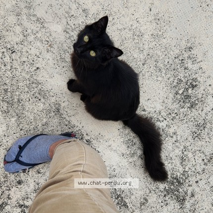 Photo de chat trouvé à Tarbes
