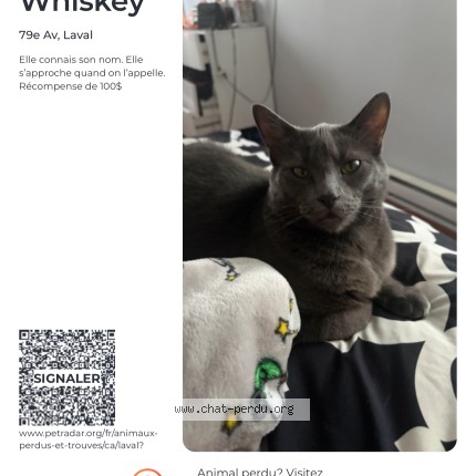 Photo de chat perdu à Laval
