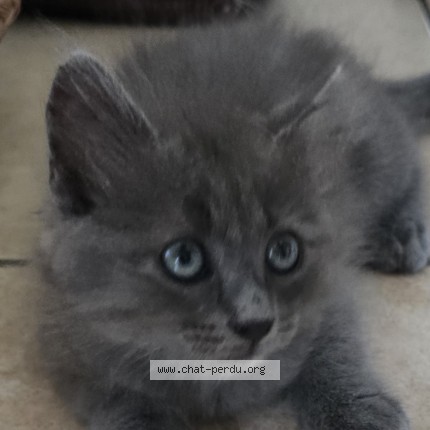 Photo de chat perdu à Bastia
