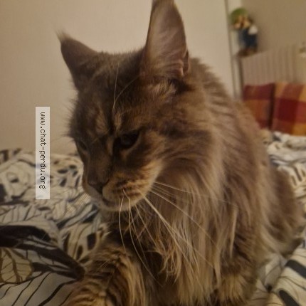 Photo de chat perdu à Antibes