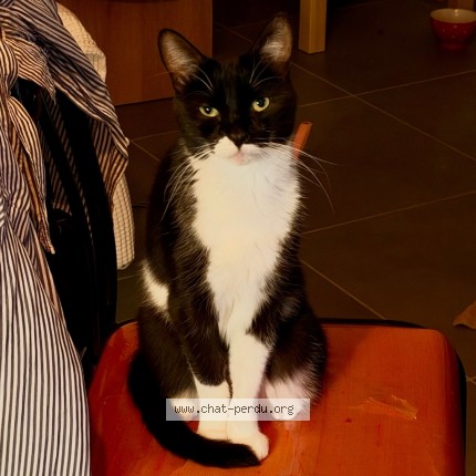 Photo 1/5 Kiyo Chat perdu à Decines Charpieu