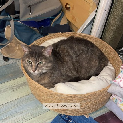 Photo 1/1 Chat retrouvé Perdu à Toulouse