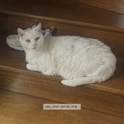 Photo 1/1 Neige Chat perdu à Lecousse