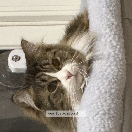 Photo de chat perdu à Alpharetta