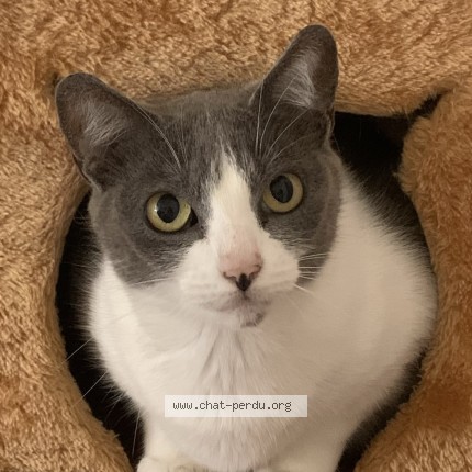 Photo 1/1 Chat retrouvé Perdu à Neuilly Sur Seine