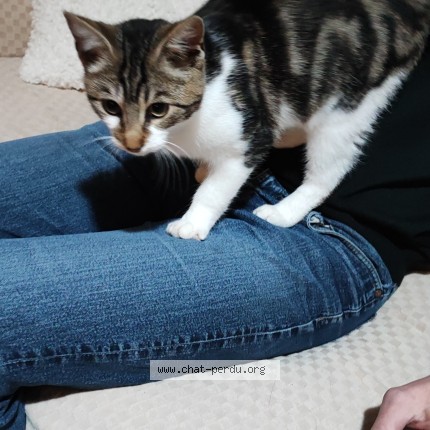 Photo de chat trouvé à Falaise