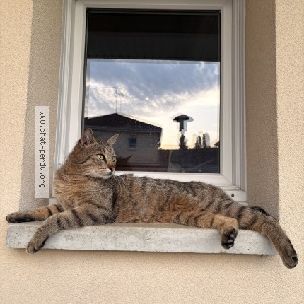 Photo de chat perdu à Hasnon