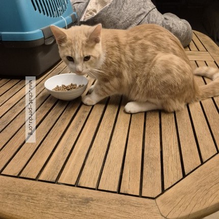 Photo de chat trouvé à Saint Georges Du Bois