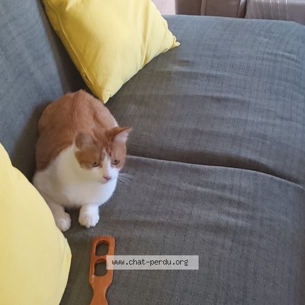 Photo de chat trouvé à Cadillac