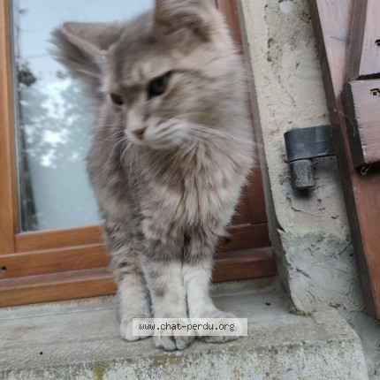 Photo 1/1 bébé Chat perdu à Les Avenieres Veyrins Thuellin