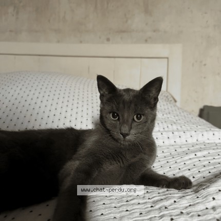 Photo 1/1 Lili Chat perdu à Dangeau