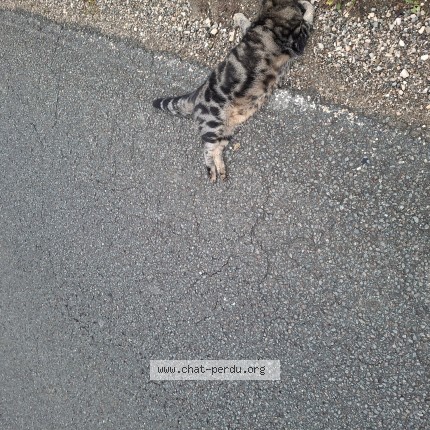 Photo de chat trouvé à Vieux Charmont