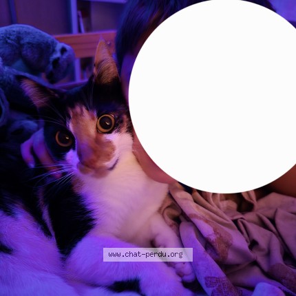 Photo de chat perdu à Saint Pandelon