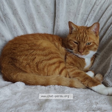 Photo de chat perdu à Reims
