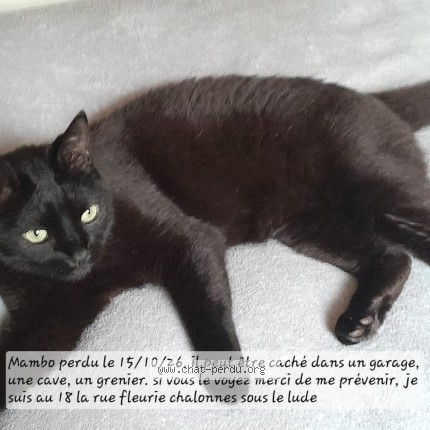 Photo de chat perdu à Chalonnes Sous Le Lude
