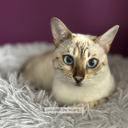 Photo de chat perdu à Rosenau