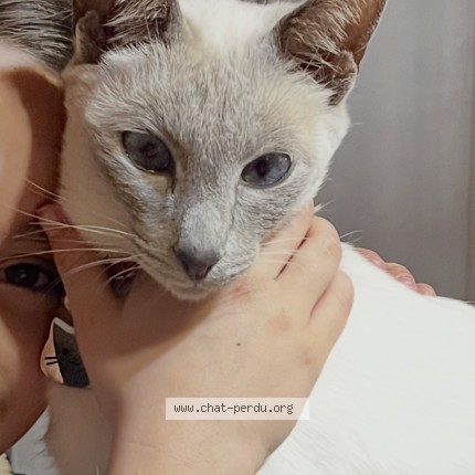 Photo de chat perdu à Basse Sur Le Rupt La