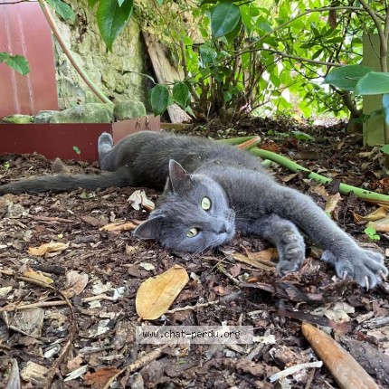 Photo de chat perdu à La Rochelle