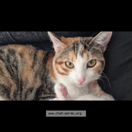 Photo de chat perdu à Senas
