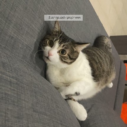 Photo de chat perdu à Amiens
