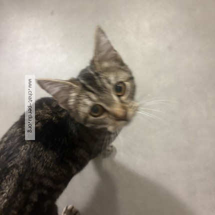 Photo 1/1 Chat trouvé Trouvé à Rennes