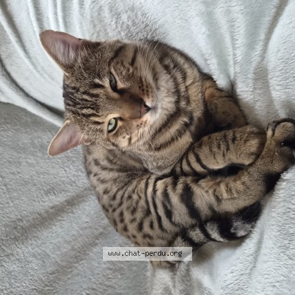 Photo de chat trouvé à Taverny