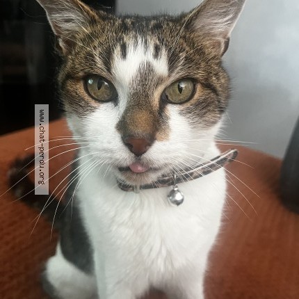 Photo 1/1 olaf Chat perdu à Le Havre
