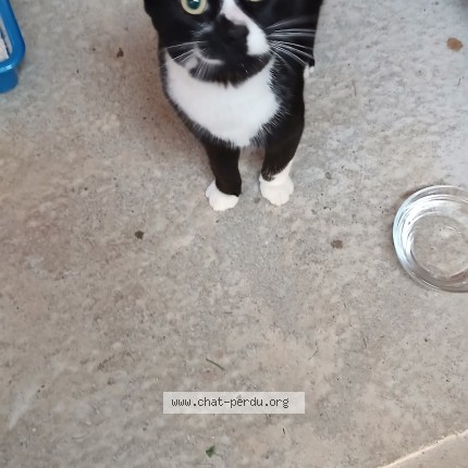 Photo de chat trouvé à Bouffere