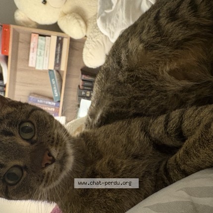 Photo de chat perdu à Malemort