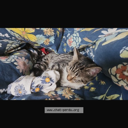 Photo de chat trouvé à Saint Martin D Heres