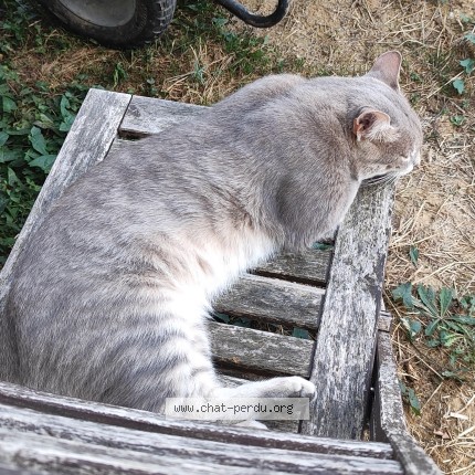 Photo 1/1 Bébé Chat perdu à Quincieux