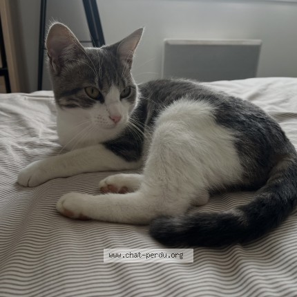 Photo 1/1 yna Chat perdu à Joue Les Tours