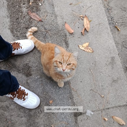 Photo de chat trouvé à Meaux