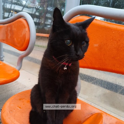 Photo de chat trouvé à Jacou