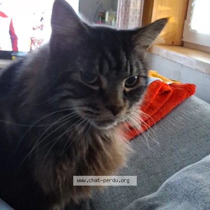 Photo de chat perdu à Tourcoing