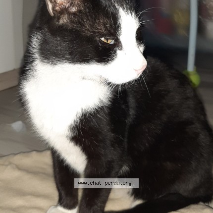 Photo 1/1 Chat trouvé Trouvé à Genay
