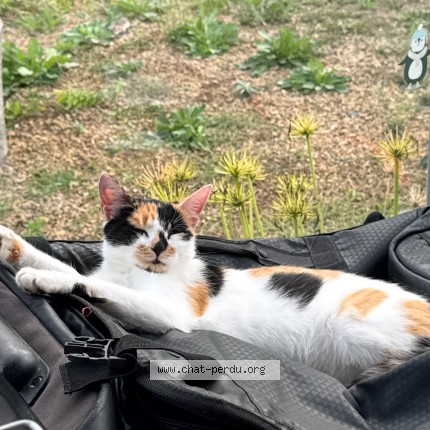 Photo de chat perdu à Grenade Sur L Adour